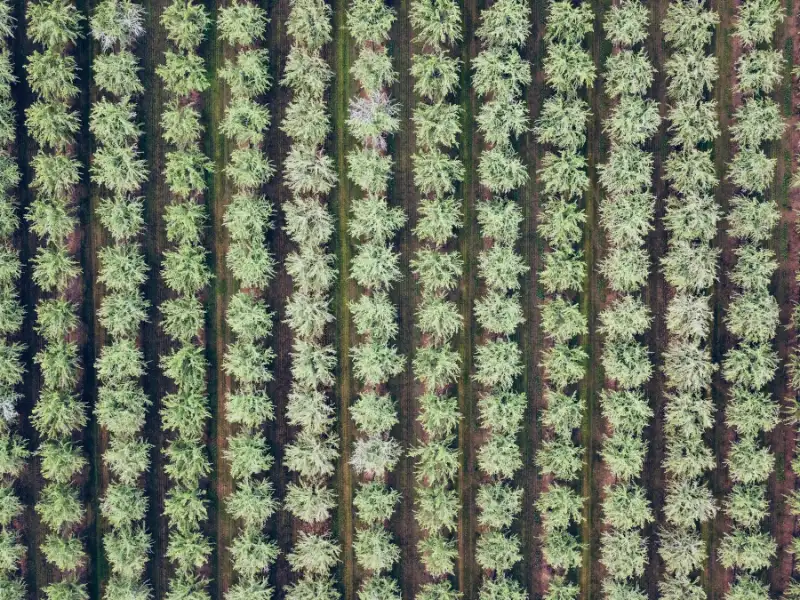 Sıralı dikilmiş fidanlarla ağaçlandırma sahası