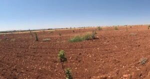 Şanlıurfa’da yeni dikilmiş fidanlarla özel ağaçlandırma sahası