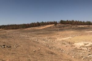 Şanlıurfa Haliliye Nalçıkan ağaçlandırma sahasının taşlı arazisi ve arkadaki çam ormanı